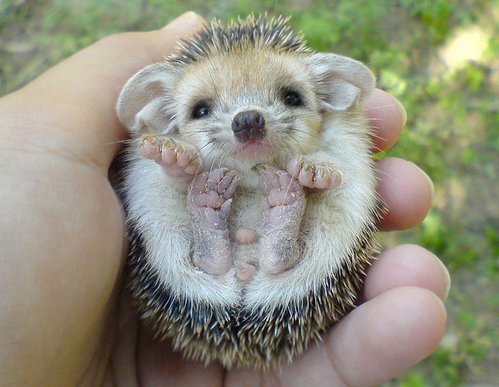 Animal Baby Pictures on The Baby Hedgehog Pics I Found Were Irresistibly Cute  Like Awwww X