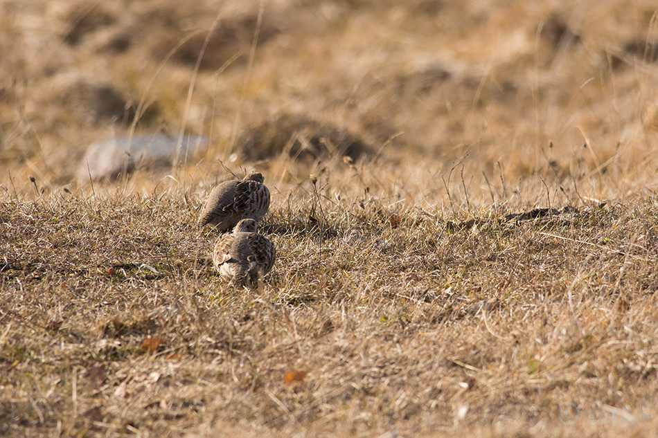 Nurmkana, Perdix perdix, Grey Partridge, Gray Francolin, Common, kana, põldpüü