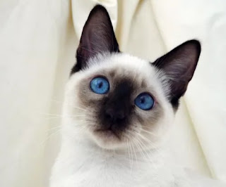 Siamese cat