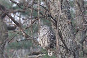 barred owl in our wood lot