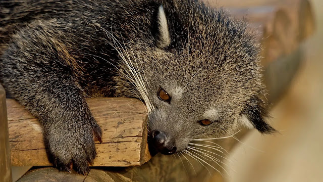 Arctictis Binturong / Binturong