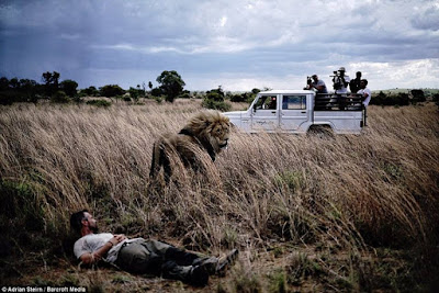 big cats-Lion whisperer Kevin Richardson-hotographer Adrian Steirn-