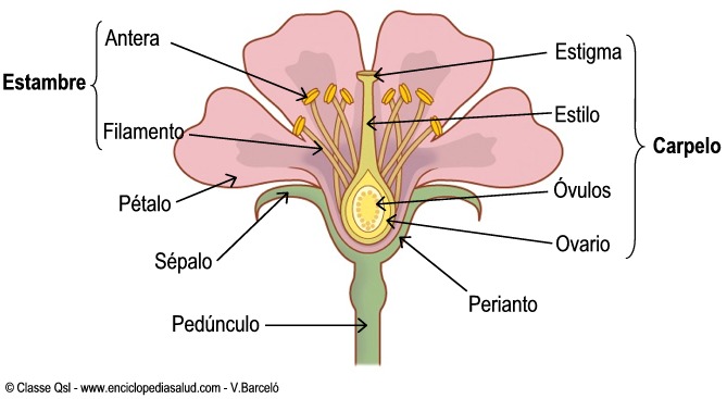 Conoce las características de las angiospermas