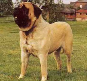 Biggest   World Hercules on All The World Animals  World S Largest Dog   Zorba The English Mastiff