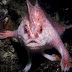 Scientists Discover New Species Of Handfish. Wait -- Fish With Freakin' Hands?