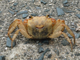 Funny animals of the week - 21 February 2014 (40 pics), happy crab