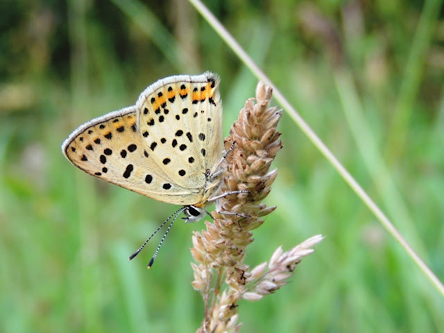 Reverso alar de Lycaena tityrus