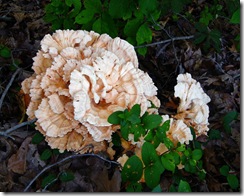 wood fungi2