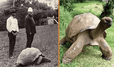 Jonathan, A 189-Year-Old Tortoise, Was Photographed In 1902 And Is Still Alive Today (+8 Pics)