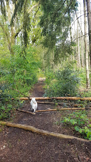 hurdling