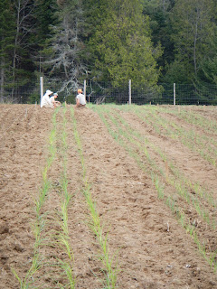 North Branch Farm