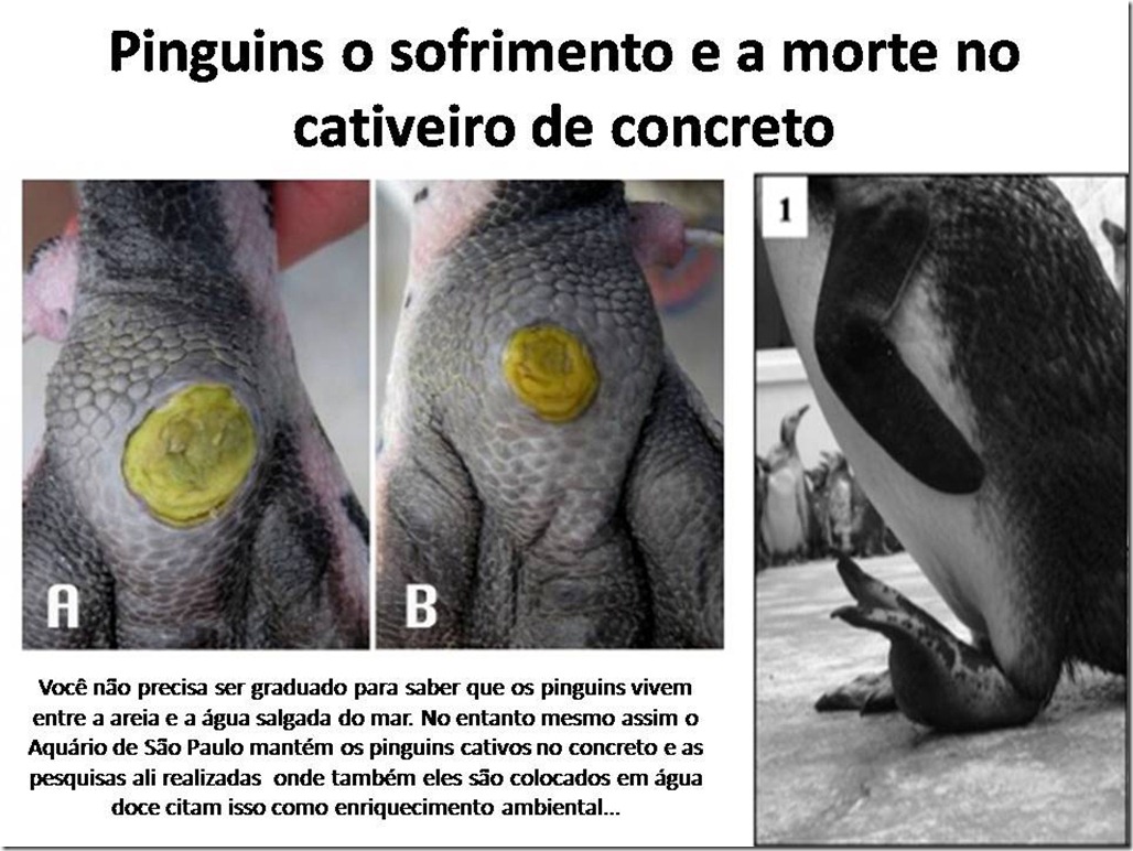 pinguins-aquario (1)