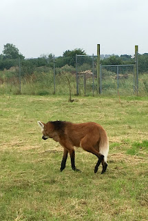 Maned Wolf at Hamerton Zoo Park