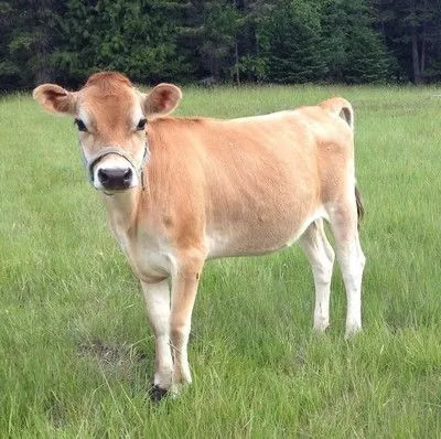 cutest cow breeds