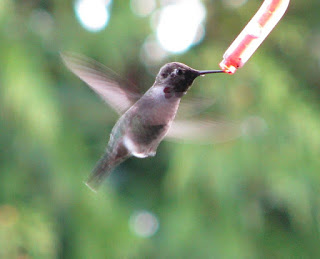 minimum viable audience - hummingbird