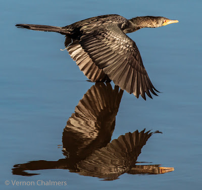 Cormorant Milnerton Lagoon / Woodbridge Island