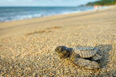 Olive Ridley