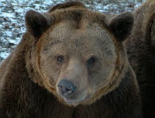 Grizzly or Brown Bear (Ursus arctos Linnaeus)