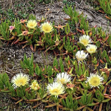 Perennial Plants