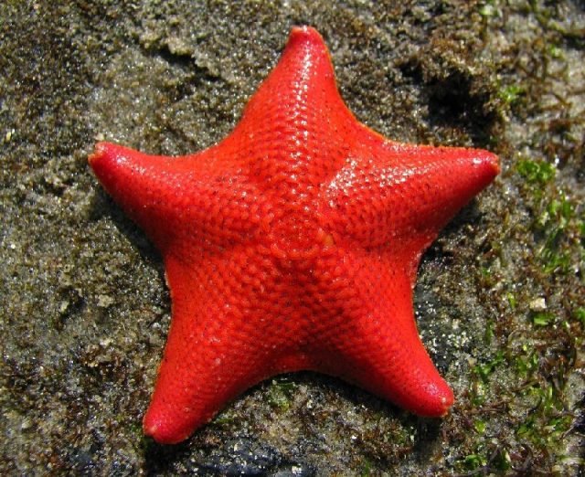 Fantastic Sea Ciri  ciri  dan Fakta Mengenai Bintang  Laut 