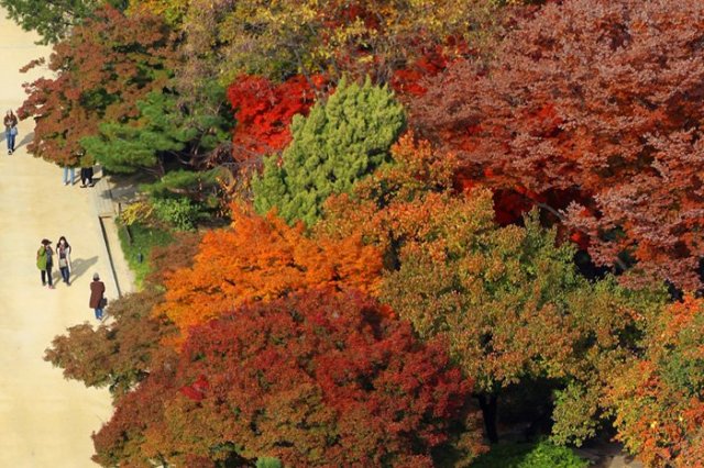 warna musim gugur di Istana Deoksu, Seoul