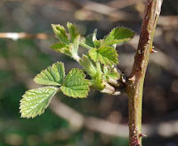 young blackberry leaves