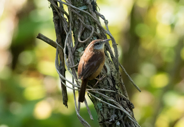 Carolina Wren - Mead Botanical Garden, Florida