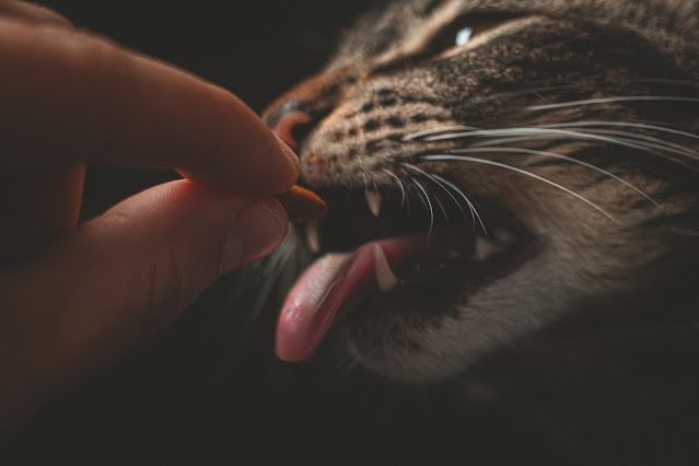 gato comiendo una croqueta