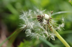 photograph of remaining seeds on a dandelion. photo by Corina Duyn