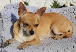 Chihuahua