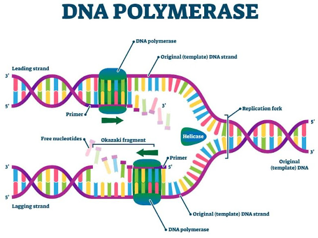 fungsi DNA polimerase 1, 2, dan 3 serta bagaimana mereka berkontribusi dalam proses replikasi DNA.