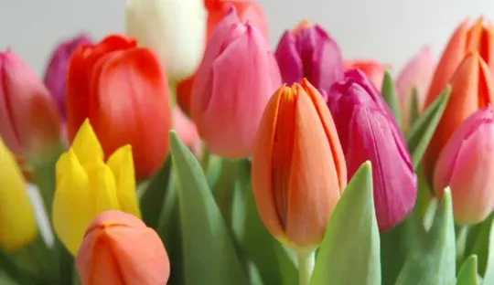 Cultivate the Magic of Tulips: Turn Your Home into an Enchanting GardenCultivate the Magic of Tulips: Turn Your Home into an Enchanting Garden