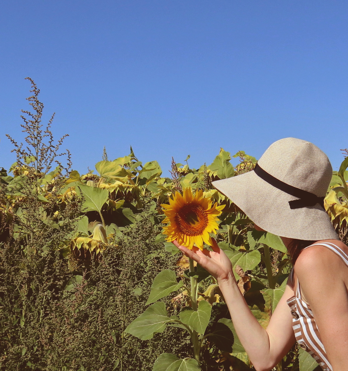 sunflowers france