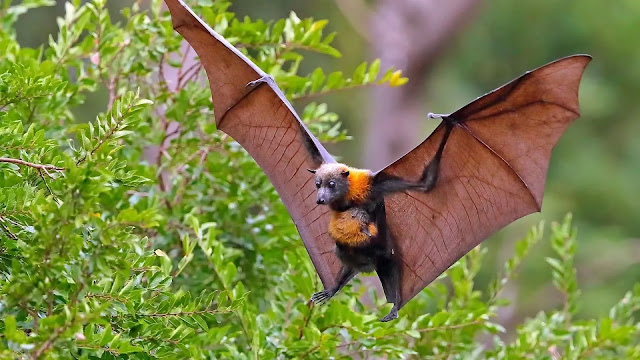 Flying Bat