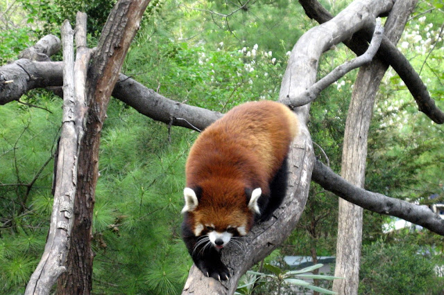 NYC - Brooklyn - Prospect Park Zoo: Discovery Trail - Red Panda by wallyg from flickr (CC-NC-ND)