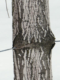 tree growing over fence wire