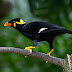 Yểng - Gracula religiosa
