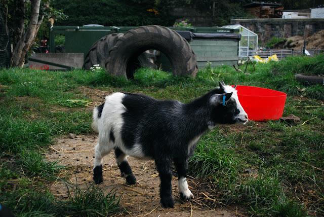 Pygmy Goat - Gorgie City Farm