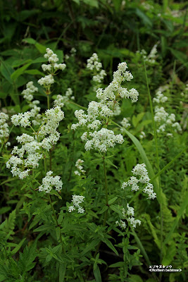 エゾキヌタソウ ≪Northern bedstraw≫