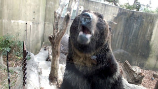   ussuri brown bear, ezo brown bear, japanese black bear, bears in japan map, japanese bear rilakkuma, how did bears get to japan, japanese bear cartoon, siberian tiger kills polar bear, japan bear mascot