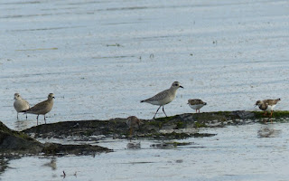 Oiseaux de rivage de l'Isle aux Coudres