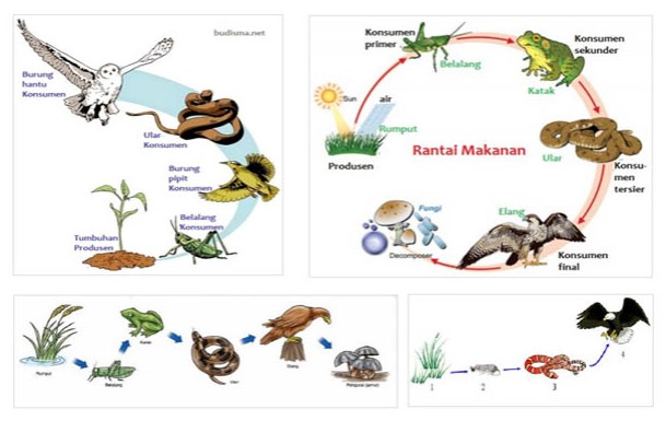 Contoh Rantai Makan Dari Berbagai Ekosistem  Web Rumah Pintar