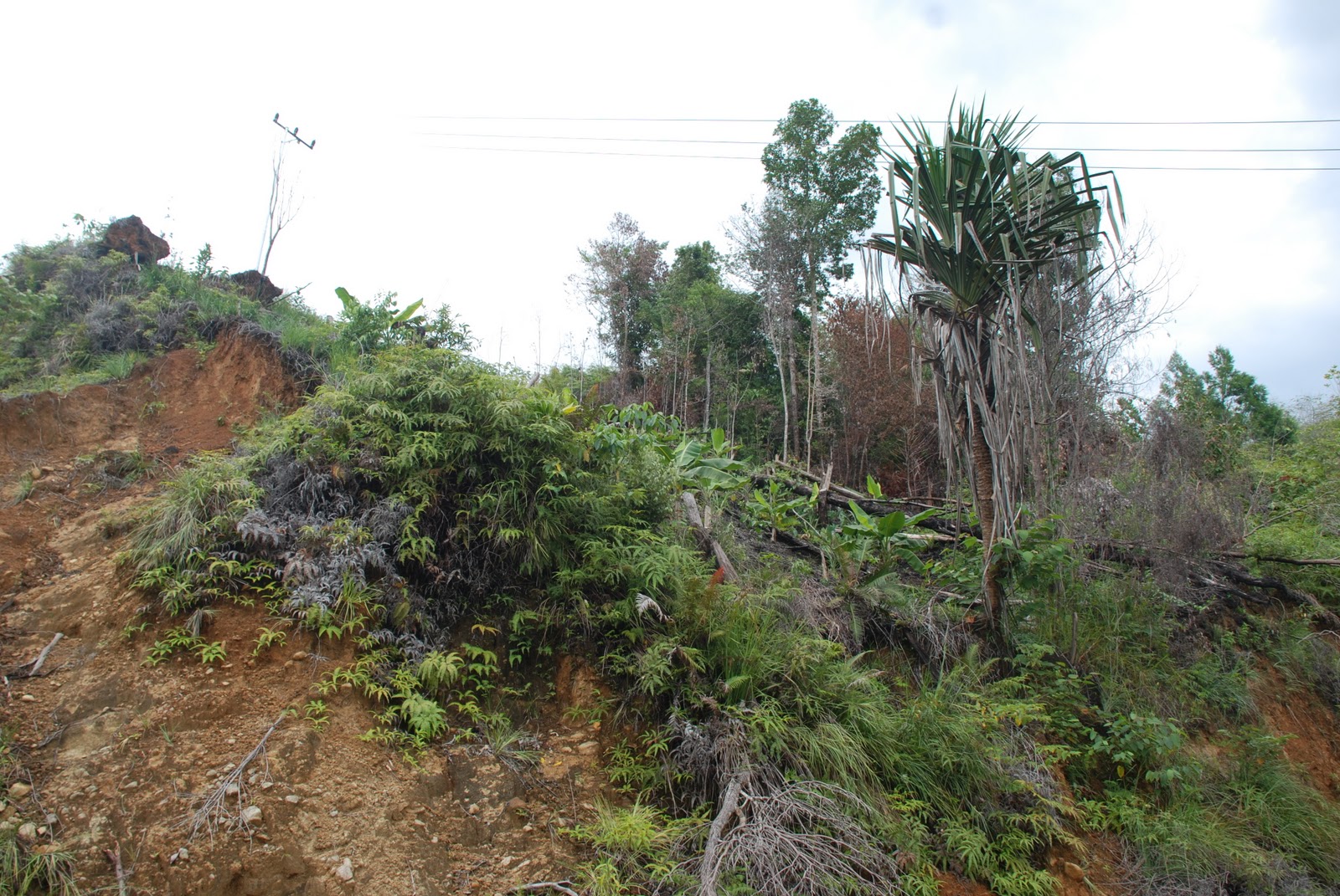 TEBANG HUTAN TANAM PISANG?.  TANDEM PAPUA