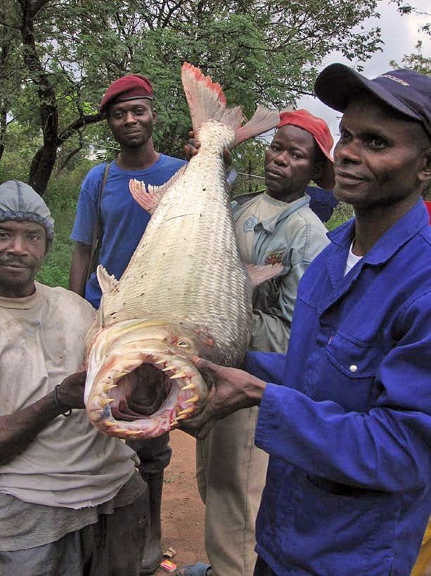 10 Ikan Paling Buas Dan Mematikan Di Muka Bumi [ www.BlogApaAja.com ]