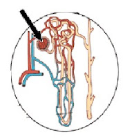 Soal Tentang Struktur Organ Ekskresi Ginjal