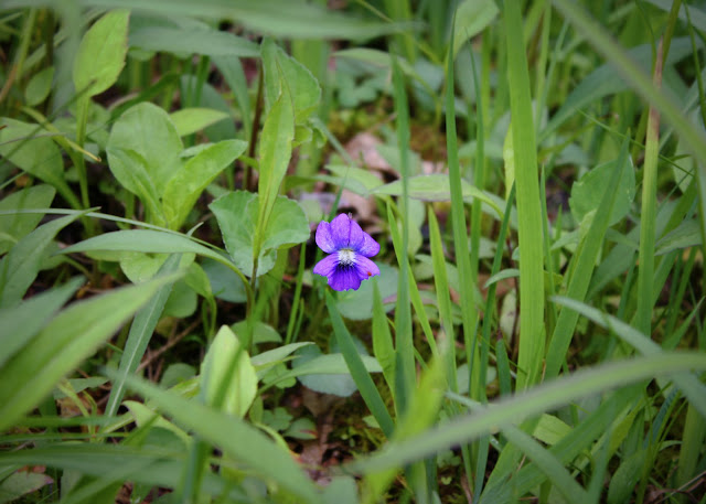 West Virginia wild flowers nature photography