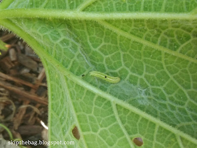 Caterpillar 