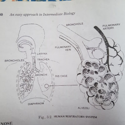 HUMAN RESPIRATORY SYSTEM