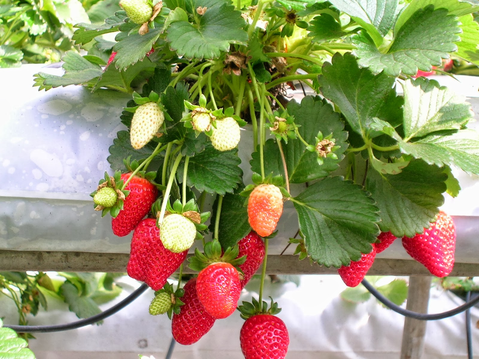 Hydroponic Strawberries Plants  Pinterest