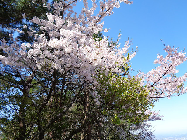 牧草地の山桜